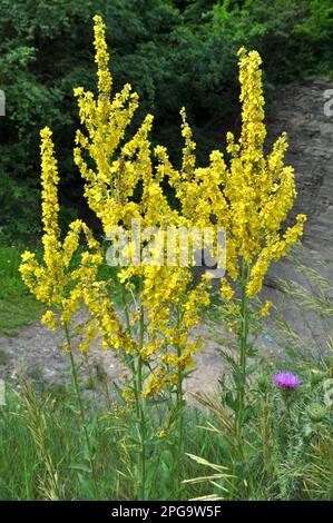 Una delle specie di mullein, Verbascum lychnitis, fiorisce in natura Foto Stock