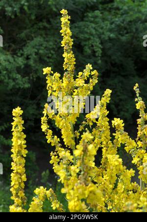 Una delle specie di mullein, Verbascum lychnitis, fiorisce in natura Foto Stock