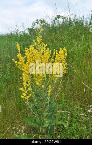 Una delle specie di mullein, Verbascum lychnitis, fiorisce in natura Foto Stock