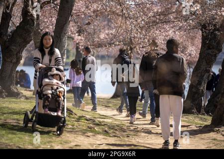 Washington, Stati Uniti. 21st Mar, 2020. La gente cammina tra i fiori di ciliegia, che si prevede colpiscano la fioritura di picco la prossima settimana, lungo il bacino di Tidal a Washington, DC il martedì 21 marzo 2023. Foto di Bonnie Cash/UPI Credit: UPI/Alamy Live News Foto Stock