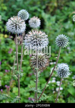 In natura fiorisce la pianta del miele echinops sphaerocephalus Foto Stock