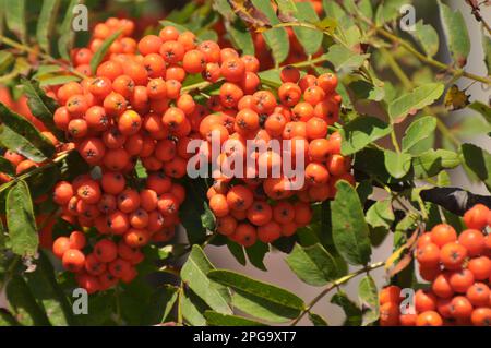 In natura, su un ramo di rowan ordinario (Sorbus aucuparia) maturano bacche Foto Stock