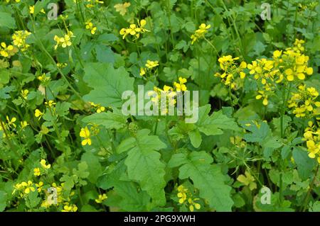 Germogli di senape coltivati per fertilizzante organico - concime verde (siderati) Foto Stock