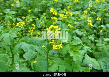 Germogli di senape coltivati per fertilizzante organico - concime verde (siderati) Foto Stock