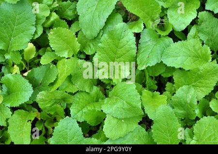 Germogli di senape coltivati per fertilizzante organico - concime verde (siderati) Foto Stock