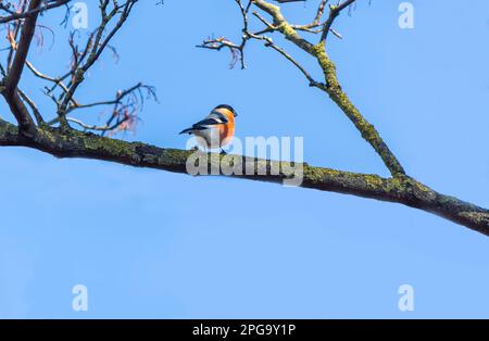 Maschio Eurasian Bullfinch su un ramo di albero all'inizio della primavera Foto Stock