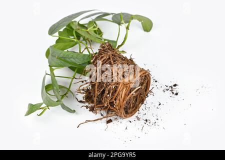 La ricottatura di piante che mostrano radici nel terreno a forma di vaso di fiori esotici 'Cebu blu' pothos houseplant Foto Stock