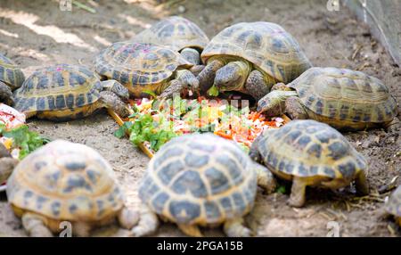 Tartarughe riunite in un cerchio e mangiare verdure e piante foglie all'aperto. Alimentazione di animali selvatici. Foto Stock