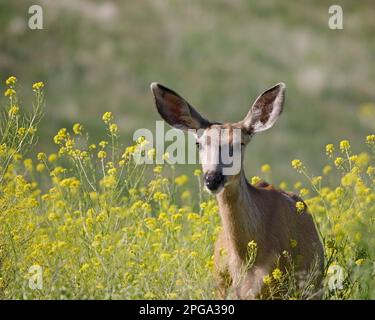 Mulo cervo in piedi in un campo di fiori gialli nel Fish Creek Provincial Park, Canada. Primo piano di Odocoileus hemionus Foto Stock