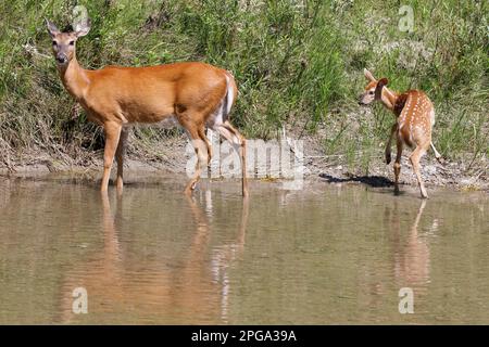 Capriolo a coda bianca femmina in piedi sul bordo dell'acqua a Fish Creek con il suo salto e gioco del fawn, Calgary, Alberta, Canada. (Odocoileus virginianus) Foto Stock