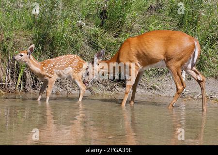 Capriolo dalla coda bianca leccando il suo cucciolo, in piedi lungo la riva di Fish Creek a Calgary, Alberta, Canada. (Odocoileus virginianus) Foto Stock