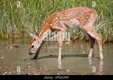 Acqua potabile giovane di capriolo bianco dalla coda bianca proveniente dal ruscello del Fish Creek Provincial Park, Calgary, Alberta, Canada. (Odocoileus virginianus) Foto Stock