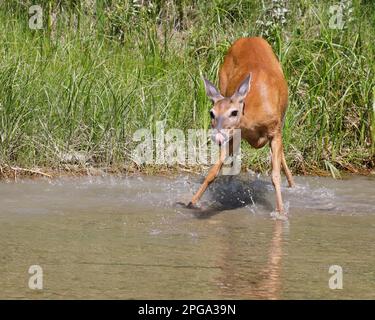 Cervo dalla coda bianca che beve dal fiume nel Fish Creek Provincial Park, Calgary, Alberta, Canada Foto Stock