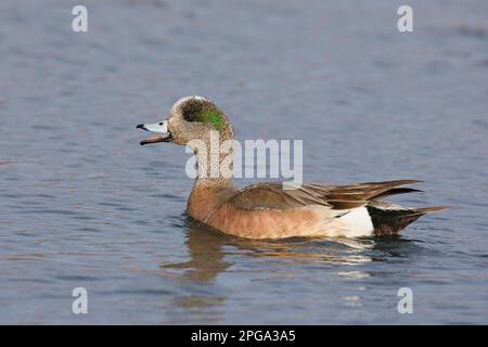 Anatra maschile di wigeon americano in riproduzione piumaggio chiamata (Mareca americana), Calgary, Alberta, Canada Foto Stock