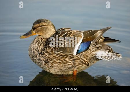 Ritratto femminile di Mallard in uno stagno sul Prince's Island Park, Calgary, Alberta, Canada. (ANAS platyrhynchos) Foto Stock