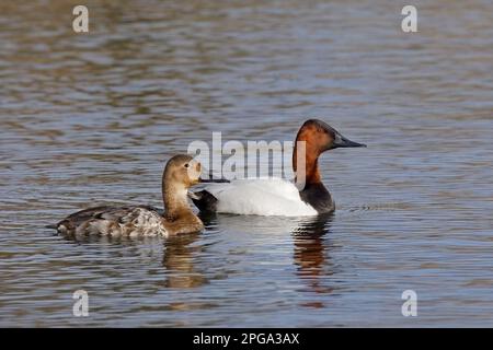 Coppia di anatre di canvasback che nuotano in uno stagno, Calgary, Alberta, Canada. (Aritea) Foto Stock