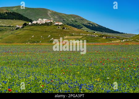 Lenticchie fiorite con papaveri e fiori di mais a Castelluccio di Norcia, parco nazionale dei Monti sibillini, Italia, Europa Foto Stock