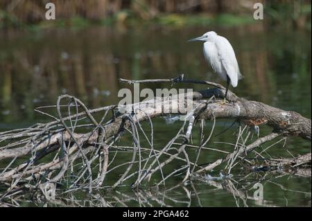 garzetta, fiume sele, oasi wwf di persano, serre, salerno, campania, italia, Foto Stock