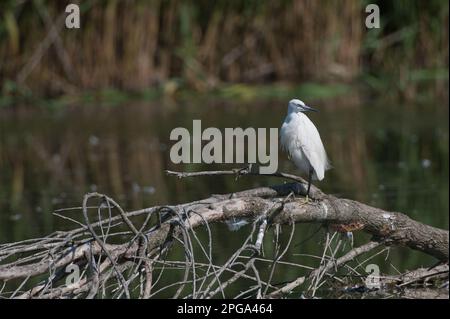 garzetta, fiume sele, oasi wwf di persano, serre, salerno, campania, italia, Foto Stock