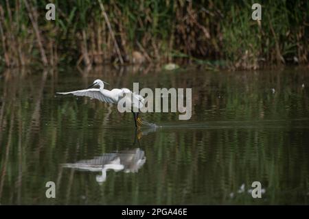 garzetta, fiume sele, oasi wwf di persano, serre, salerno, campania, italia, Foto Stock