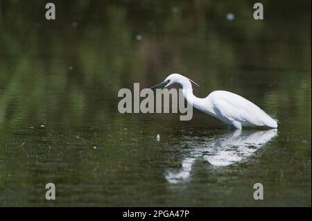 garzetta, fiume sele, oasi wwf di persano, serre, salerno, campania, italia, Foto Stock