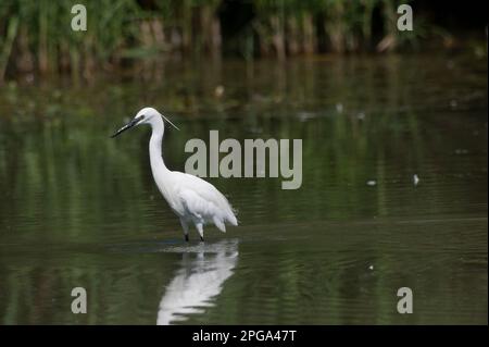 garzetta, fiume sele, oasi wwf di persano, serre, salerno, campania, italia, Foto Stock