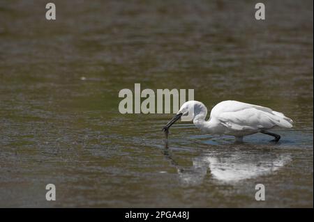 garzetta, fiume sele, oasi wwf di persano, serre, salerno, campania, italia, Foto Stock