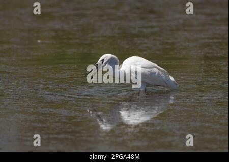 garzetta, fiume sele, oasi wwf di persano, serre, salerno, campania, italia, Foto Stock