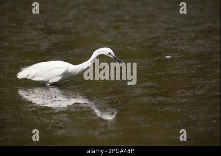 garzetta, fiume sele, oasi wwf di persano, serre, salerno, campania, italia, Foto Stock