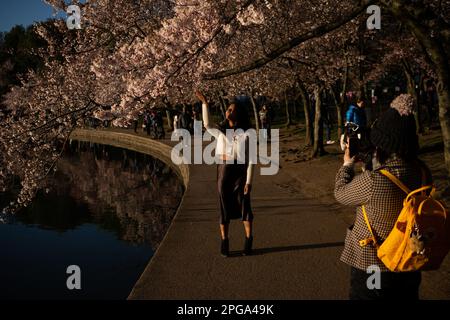 Washington, Stati Uniti. 21st Mar, 2023. La gente visita il bacino del Tidal per vedere fioritura dei ciliegi, a Washington, DC, il martedì 21 marzo, 2023. (Graeme Sloan/Sipa USA) Credit: Sipa USA/Alamy Live News Foto Stock