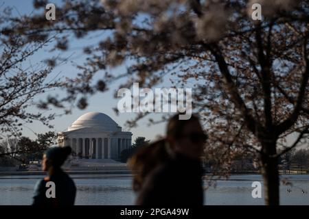 Washington, Stati Uniti. 21st Mar, 2023. Una visione generale del Jefferson Memorial dietro i ciliegi in fiore al Tidal Basin, a Washington, DC, il Martedì 21 marzo, 2023. (Graeme Sloan/Sipa USA) Credit: Sipa USA/Alamy Live News Foto Stock