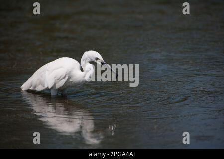 garzetta, fiume sele, oasi wwf di persano, serre, salerno, campania, italia, Foto Stock