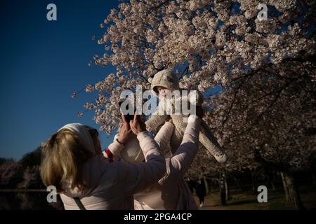 Washington, Stati Uniti. 21st Mar, 2023. La gente visita il bacino del Tidal per vedere fioritura dei ciliegi, a Washington, DC, il martedì 21 marzo, 2023. (Graeme Sloan/Sipa USA) Credit: Sipa USA/Alamy Live News Foto Stock