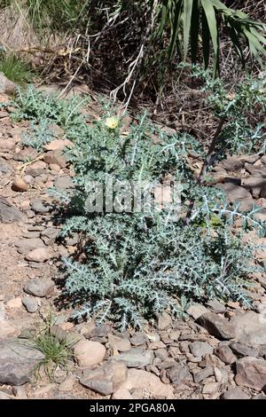 Bleicher Stachelmohn (Argemone ochroleuca) Neofit auf den Kanaren, Gran Canaria, Spanien, San Agustin Foto Stock