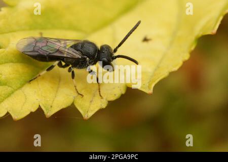 Primo piano su un maschio Hairy Yellow-Face Bee, Hylaeus hyalinatus, seduto su una foglia verde nel giardino Foto Stock