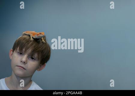 Ritratto di ragazzo con AGAMA iguana beared rosso su sfondo grigio. Bambino piccolo che gioca con il rettile. Messa a fuoco selettiva. Banner, spazio di copia. Foto di alta qualità Foto Stock