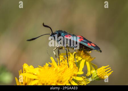 Sei spot burnet Moth alimentazione da ragwort Foto Stock