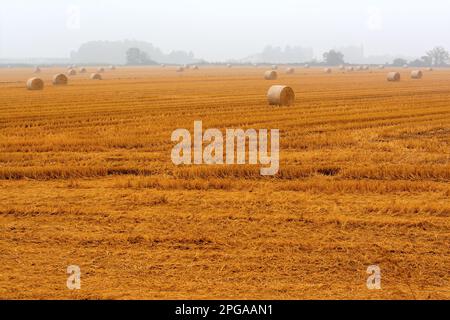 Diffusione di balle di fieno in un campo immerso nella nebbia Foto Stock