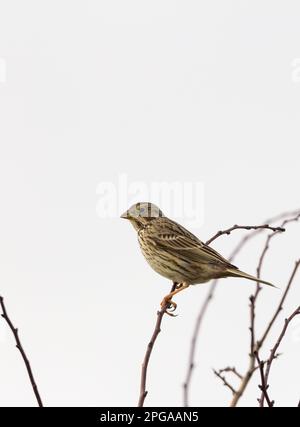 Pannocchie di mais Miliaria calandra, in piccolo albero grande pannocchia striata marrone grande ma ostinata becco pallido gambe rosa arabile terreno coltivabile uccello cielo grigio chiaro Foto Stock