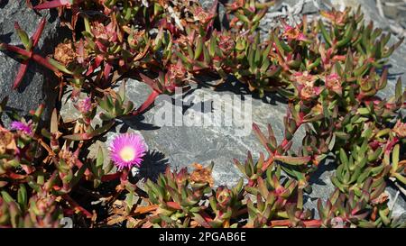 Faccia di maiale succulente che cresce su una roccia grigia Foto Stock