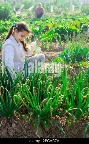 Adolescente ragazza sta raccogliendo cipolle verdi in orto Foto Stock