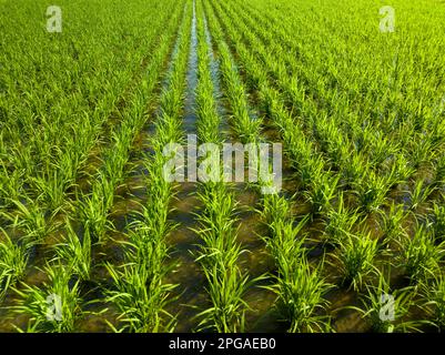 File di riso verde appena piantato in campi allagati Foto Stock