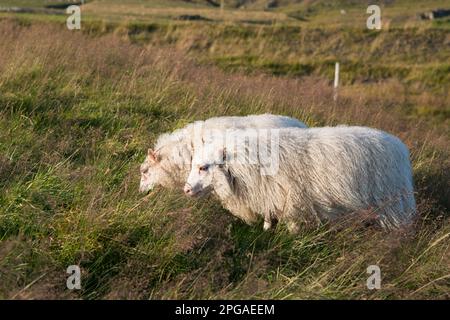 Due pecore bianche con lana lunga. Islanda, Europa Foto Stock