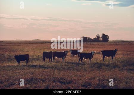 Bestiame nella campagna argentina, Provincia di la Pampa, Patagonia , Argentina. Foto Stock