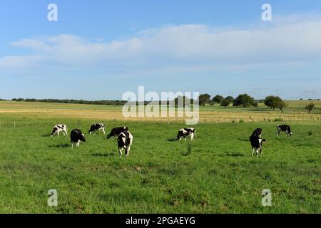 Bestiame nella campagna argentina, Provincia di la Pampa, Patagonia , Argentina. Foto Stock