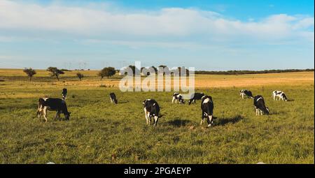 Bestiame nella campagna argentina, Provincia di la Pampa, Patagonia , Argentina. Foto Stock