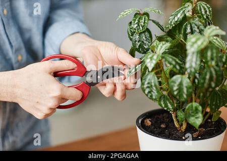 Primo piano donna che si prende cura delle piante in vaso in interni e che tiene la potatrice a mano Foto Stock