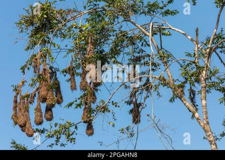 Parco Nazionale di Tortuguero, Costa Rica - nidi di Montezuma oropendola (Psarocolius montezuma). Foto Stock