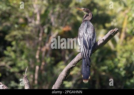 Parco Nazionale di Tortuguero, Costa Rica - Anhinga (Anhinga anhinga). Foto Stock