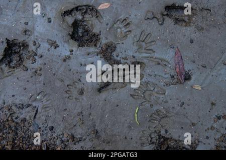 Le tracce di diverse specie di fauna selvatica in California, impronte di raccoon e cervi nel fango. Foto Stock